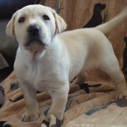 JH Dad Lyric - Yellow female Labrador Retriever puppy in Spring Creek, Nevada from Badland Kennel