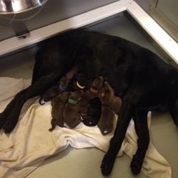 Labrador Retriever Puppies from Muck Madness Retrievers