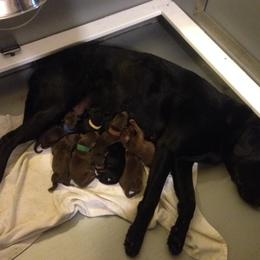 Labrador Retriever Puppies from Muck Madness Retrievers