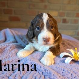 Marina - Red tri-color female Aussiedoodle puppy in Ellenburg Center, New York from Kristin's Puppies