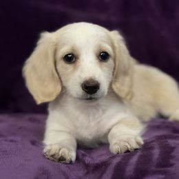 AKC Boy 2-Halloween special - Cream male Dachshund puppy in Bartlesville, Oklahoma from OkieDokieDox