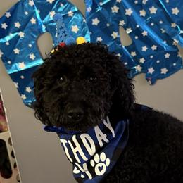 Kylo - Poodle