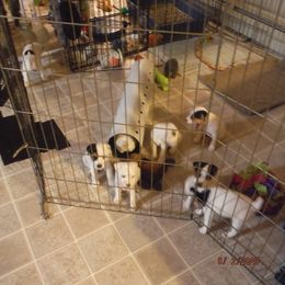 Jack Russell Terrier Puppies from Hillside Jack Russell Terriers
