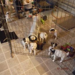 Jack Russell Terrier Puppies from Hillside Jack Russell Terriers