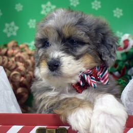 Trixie - Blue merle female Bernedoodle puppy in Ogden, Utah from Salty Point Doodles