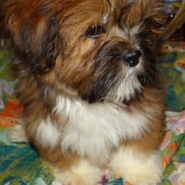 AKC ZAIDAN - Red gold male Lhasa Apso puppy in Fort Washington, Maryland from GyanGanj Lhasa Apso