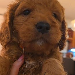 Cedar - Red  male Goldendoodle puppy in Red Oak, Iowa from Fisher Pups-Stay Golden with a Doodle