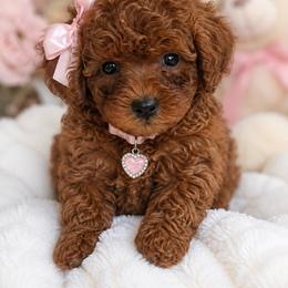Rose jr - Red  female Poodle puppy in Riverside, California from Poodles