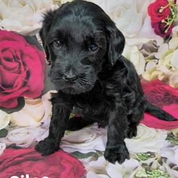 Silas - Black male Goldendoodle puppy in Eau Claire, Wisconsin from Fisher River Doodle's