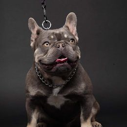 ICE - French Bulldog