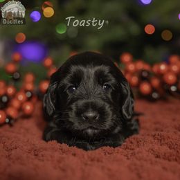 Blue Collar - Black male Australian Labradoodle puppy in Cashmere, Washington from Mountain Home Doodles