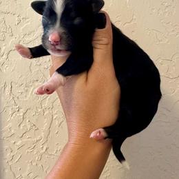 Lu's girl 3 - Black and white female Bernedoodle puppy in Marlow, Oklahoma from Crider’s Critters