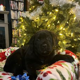 Dasher - Black male Cane Corso puppy in Lititz, Pennsylvania from Lititz Cane Corsos