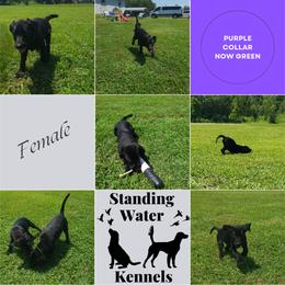 Labrador Retriever Puppies from Standing Water Kennels
