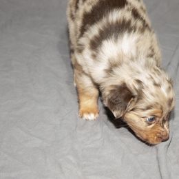 Australian Shepherd Puppies from 4 Aces Aussies