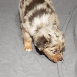 Australian Shepherd Puppies from 4 Aces Aussies