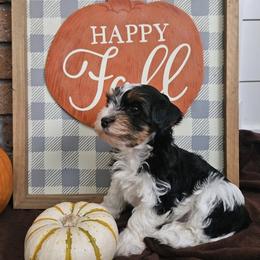 Havanese from Mead's Havanese