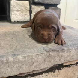 Light blue- girl - Chocolate female Labrador Retriever puppy in Monticello, Kentucky from Cody Sullivan