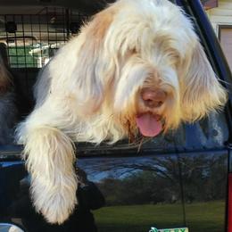 Spinoni Italiani from Spinone Italiano