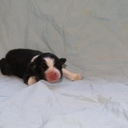 Boy 1 - Black tri male Miniature American Shepherd puppy in Tiskilwa, Illinois from First Harmony Farms