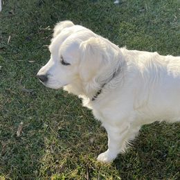 Abbie - Golden Retriever