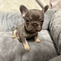 Ace - Tricolors male French Bulldog puppy in Fulton, Missouri from FamLee Frenchies