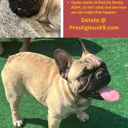 Clyde - French Bulldog puppy in Tennessee from Prestigious K9