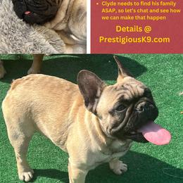 Clyde - French Bulldog puppy in Tennessee from Prestigious K9