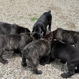 Cane Corso Puppies from CANE CORSO DI DROGHEDA