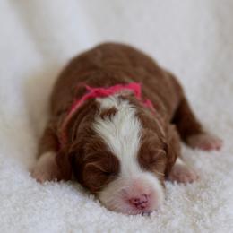 Wren - Pink - Red  female Goldendoodle puppy in Ruthorfordton, North Carolina from Duncan Doodles Goldendoodles
