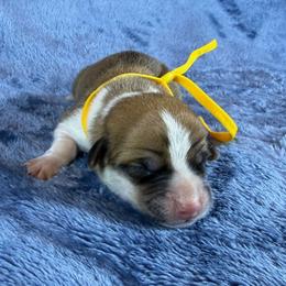 Yellow Collar Female - Sable female Pembroke Welsh Corgi puppy in Victoria, Texas from Clear Creek Corgis