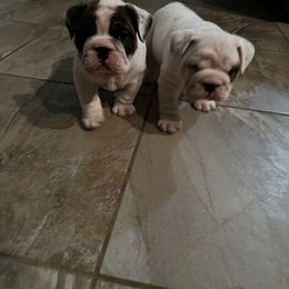 Bulldog Puppies from Eileen Gonzalez