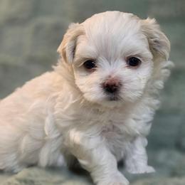 Leo - White and lemon male Maltese puppy in St. Cloud, Florida from K and E Small Breed Puppies