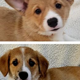 Pembroke Welsh Corgis from Corgis on the Shore