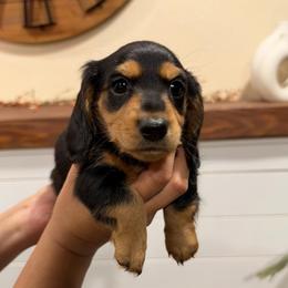 Rocky - Black and tan male Dachshund puppy in Santa Maria, California from Central Coast Danes and Dachshunds