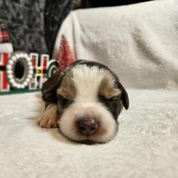 Cocoa - Red merle female Australian Shepherd puppy in Peach Bottom, Pennsylvania from Arcadia Australian Shepherds