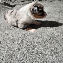 Miniature Australian Shepherd Puppies from Bornagain Paws