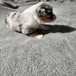 Miniature Australian Shepherd Puppies from Bornagain Paws