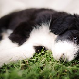 Sheepadoodle Puppies from Life Unleashed Farm