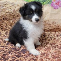Nala - Black white and tan female Shetland Sheepdog puppy in Conway, Missouri from Brooks's little darlings