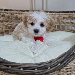 Valentine - Parti male Maltipoo puppy in Washington from Mt.BakerPoodles&Doodles