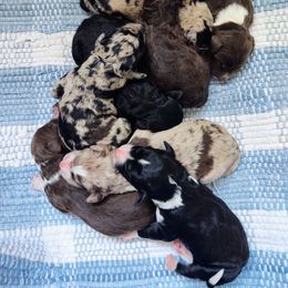 Bordoodle Puppies from Brisby Bordoodles
