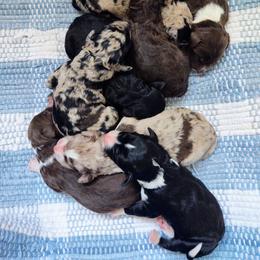Bordoodle Puppies from Brisby Bordoodles