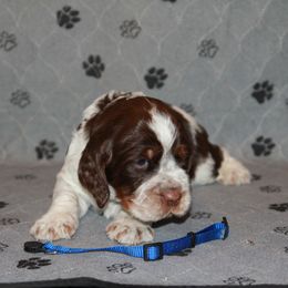 Mr Blue - Tri-Roan male English Springer Spaniel puppy in Montville, Connecticut from Hillside Springs Farm