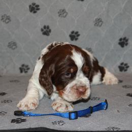 Mr Blue - Tri-Roan male English Springer Spaniel puppy in Montville, Connecticut from Hillside Springs Farm