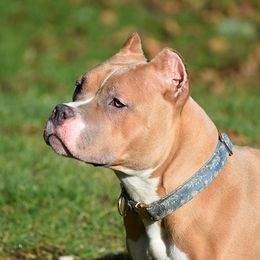 Clover - American Bully