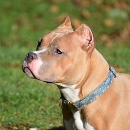 Clover - American Bully