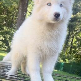 Tesa - White female Siberian Husky puppy in Woodlawn, Virginia from Delta Huskies