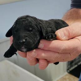 Collin - Black male Labradoodle puppy in Calvert City, Kentucky from Pawpaws Doodles