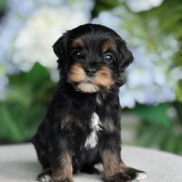 Marine - Tri-color male Australian Labradoodle puppy in Clarksville, Tennessee from Fairytale Lane Australian Labradoodles